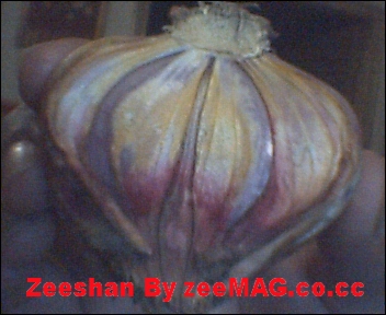 Miracles of Allah Name on Onion , Islamic Picture  - This Photo Show the miracle of Allah , When i purchased this onion from local market , i wounder to see that its cut from centre and allah name display on it. The onion till in good condition and show allah name. this is a gift for all muslim of the world. I lived in Pakistan. I will display another photo of miracles soon , so visit again.