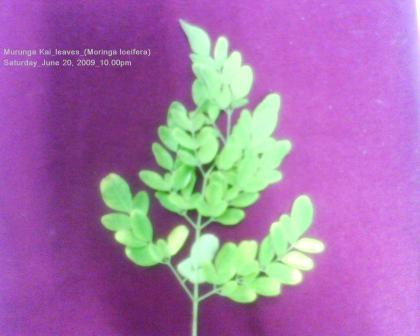 Drumstick tree leaves - Drumstick tree leaves a.k.a in scientific name is Moringo Loeifera.