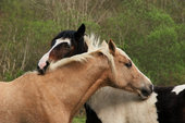 Friendship - Two horses beeing friendly