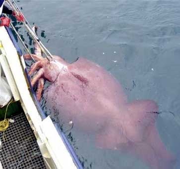Colossal Squid - largest squid ever caught.