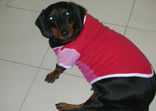Dressed Dog  - Dog with Sense