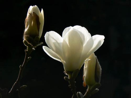 love - love and flowers