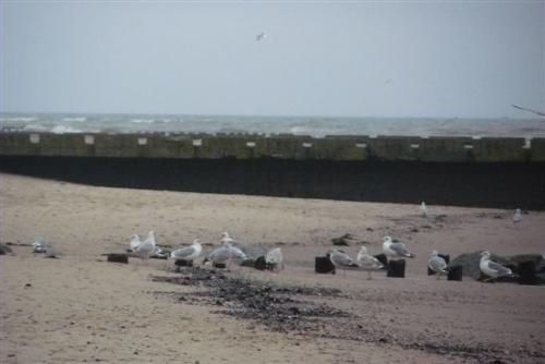 birds - taking rest