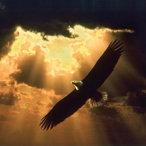 eagles - I just love eagles, they are mighty birds that soar high above the sky