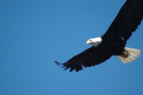 eagle 2 - another picture of an eagle soaring in the clear sky