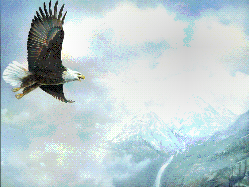 eagle 3 - another image of an eagle