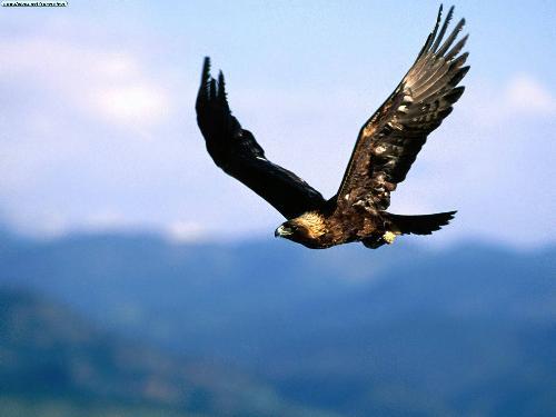 eagle 4 - this is one of my collection of eagle pictures.