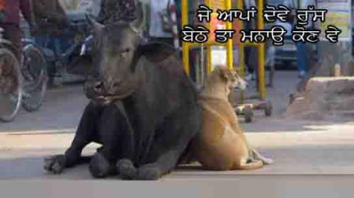 Don't get upset - we have to learn something from these animals.