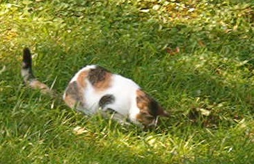 The Mole Digger - Here's a pic of Shirley digging for moles at the old rental house. She's the best mouser! The Mole Digger - Here's a pic of Shirley digging for moles at the old rental house. She's the best mouser!