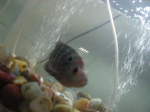fish - Watching fishes are so interesting