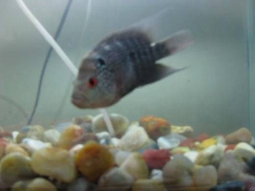 fishes - fishes are so cute