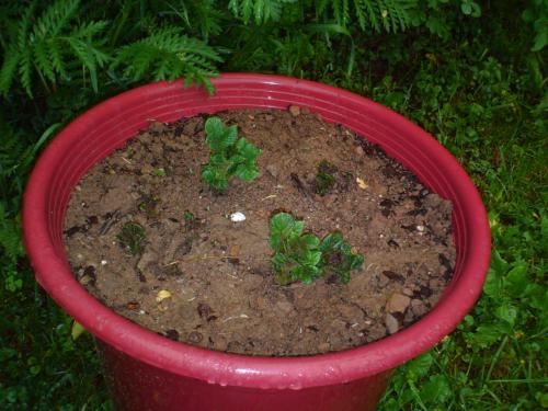 Growing potatoes in containers - We decided to try our hand at growing potatoes in containers to save space in our little backyard garden.