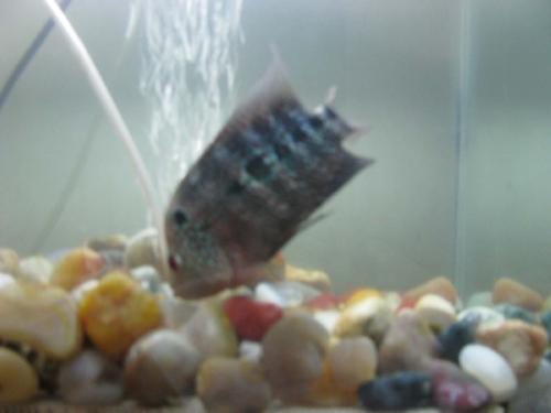 fishes - I love fishes
