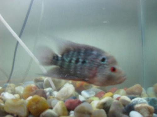 fishes - fishes are lovable