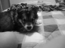 Wolf Pup - Here's Buddy when he was just a couple months old. His mother is pure redwolf and his father is pure timberwolf...so yes, he is a pure wolf. He has made an amazing pet, but he is also a wild animal and we are very aware of the fact!  I'll upload some new photos when I get a chance!