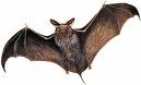 a flying bat  - Has a bat ever paid a visit to your apartment at night?