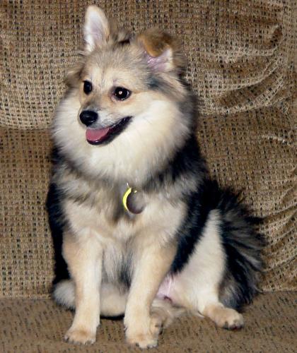 cc - Our new dog CC