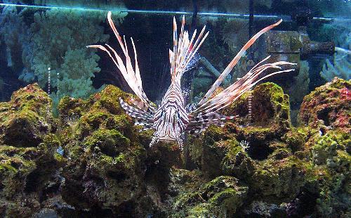Lion Fish - A picture of our lion fish.