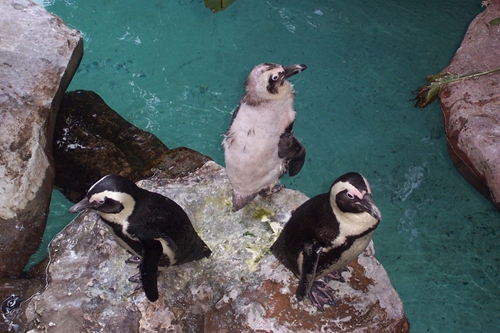 Penguins - Penguins at the Dallas World Aquarium