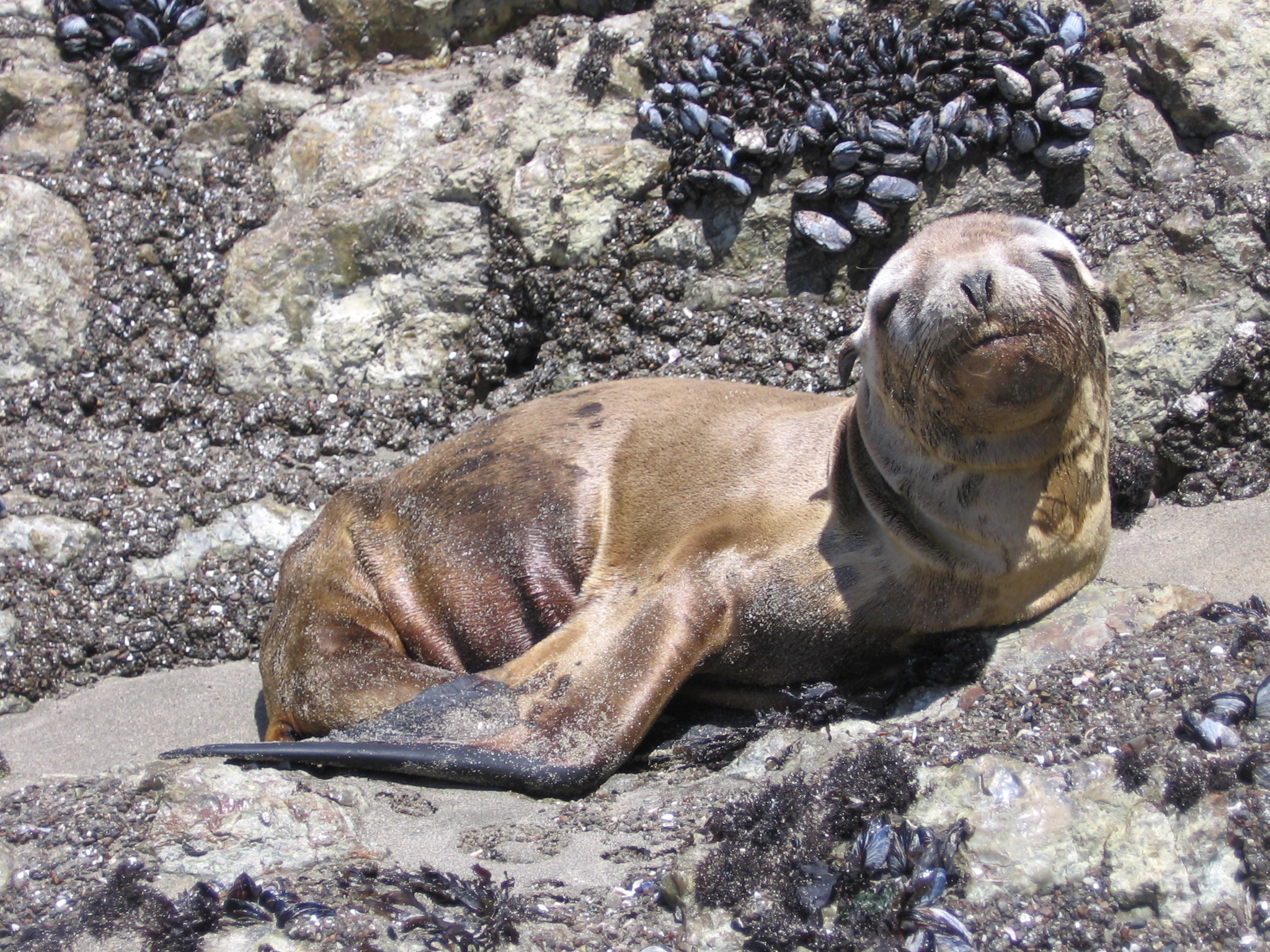 Baby Seal - Baby seal relaxing on the beach