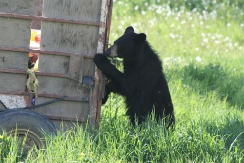 Little bear - barry the bear - hes been visiting my parents place lately.