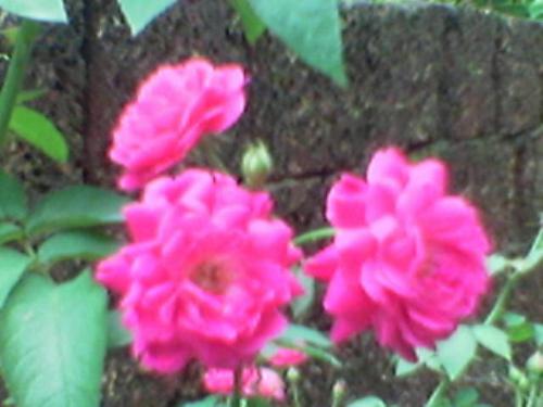 Roses from our backyard - These are the roses from our garden!