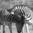 Zebra couple - A pair of zebras.