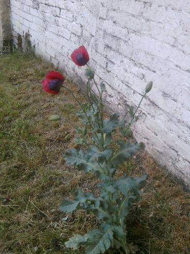 poppy - Our poppy while it was in flower.