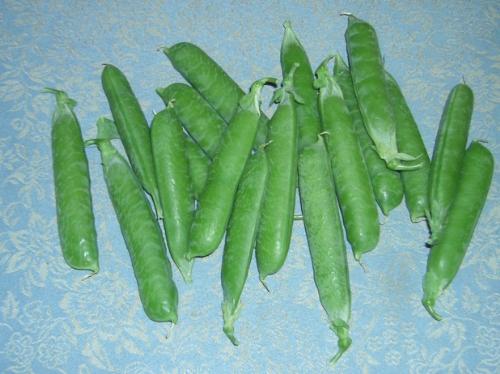 Marrowfat Peas - My first crop of marrowfat peas, still more growing on the plants.