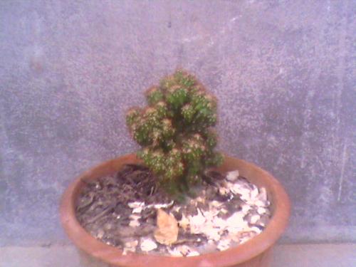 plant - I had this plant for two years. It has sharp needles all around. It likes to grows in high temperature weather and be tolerant to drought. It grows slow.