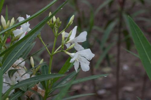 Photo of flowers - This photo was taken in a rainday,but it looks very blur,eventhough I have adjust my camera&#039;s brightness,contrast,and brightness of the screen.