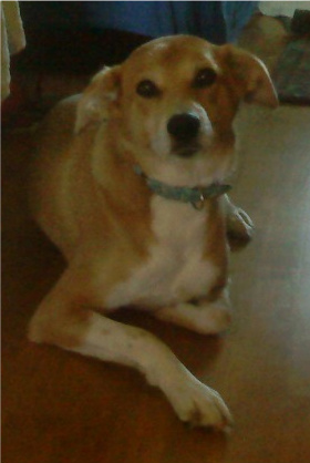 Familys best friend - dog