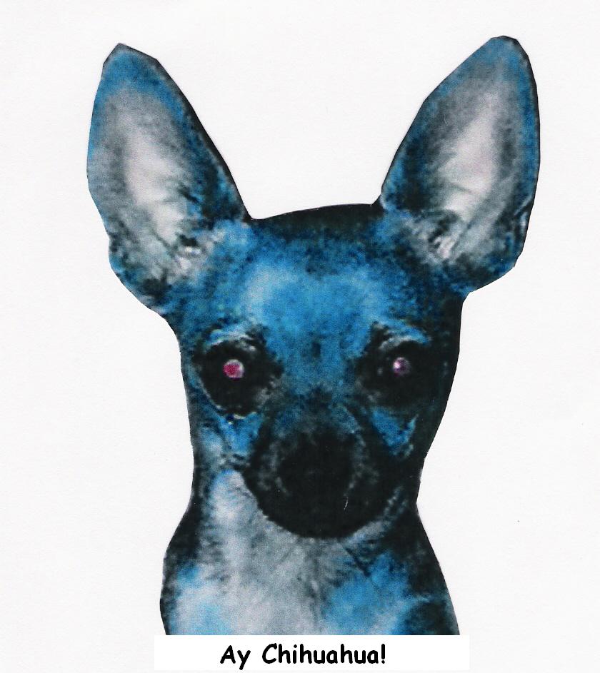 Chihuahua Dog - A picture of a Chihuahua