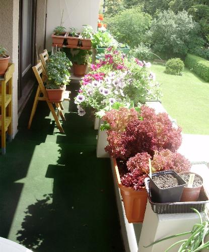 Balcony on 26 June.. - This picture shows part of my balcony with my large variety of salad crops and the one box of flowers which are petunias. My tomatoes are now producing several ripe fruits per day and the cucumbers and peppers are looking good. 
