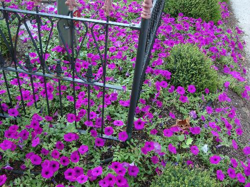 garden - victorian gate and garden
