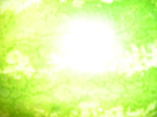 mystery photo - Guess what the mystery photo is mystery photo - Guess what the mystery photo is