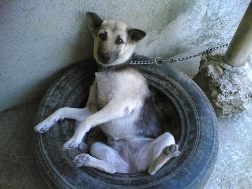 tacos - tacos lying down in a car tire