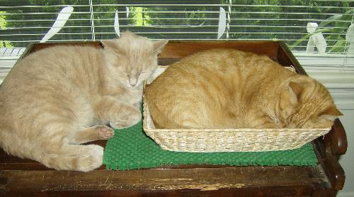 Comet and Pokey - My two yellow tabbys