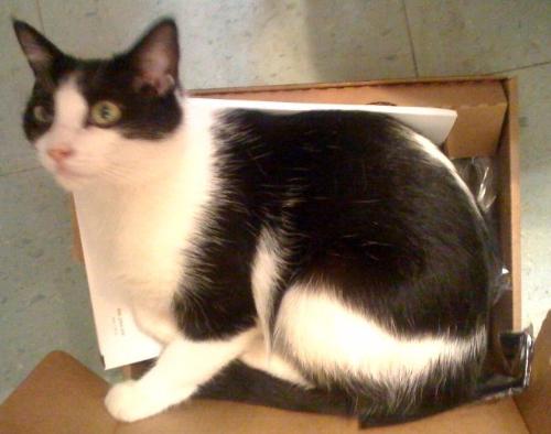 Blossom - in a box...