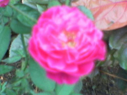 Rose from garden - This is a rose from our garden