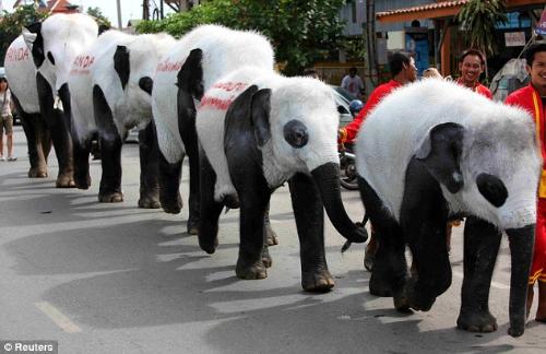 ....what a show! - The Pandaphants walking the ramp...