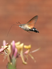 The Hummingbird Hawkmoth - The Hummingbird Hawkmoth is often mistaken in European countries, as a humminbird because of its habitual day flying and hovering around flowers collecting the nectar. It's a migratory insect, which if you get close up to, you can see its antennae. What a beautiful insect this is!