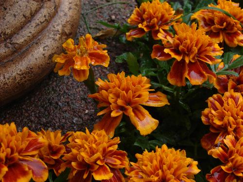 gardening - garden