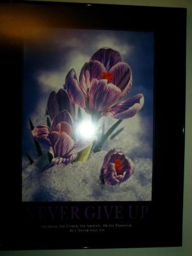 Never Give Up - a picture we found in the trash, I love the saying on it.