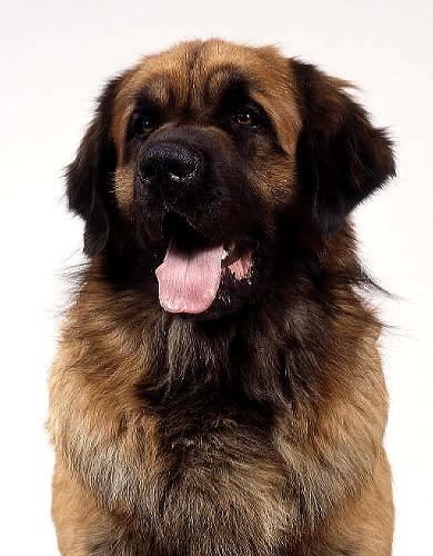 Leonberger - This is a portrait of a Leonberger, a dog breed.