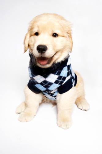 Dog - A golden retriever puppy in a sweater.