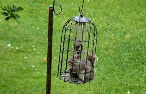 Squirrel in Birdfeeder - Squirrel getting into squirrelproof birdfeeder Squirrel in Birdfeeder - Squirrel getting into squirrelproof birdfeeder
