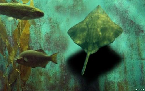 fish - stingraysamba_2560x1600
