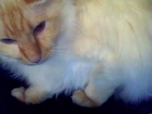 Shakti Webcam Closeup - Shakti jumped into my lap while I was working on my laptop, and this is the picture I captured with my webcam.