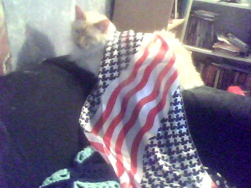 Shakti's Getting Ready For The 4th Of July - I'm Canadian, and my husband's American. We celebrate eachother's holidays. Here's Shakti wearing the scarf I bought myself for the 4th Of July.